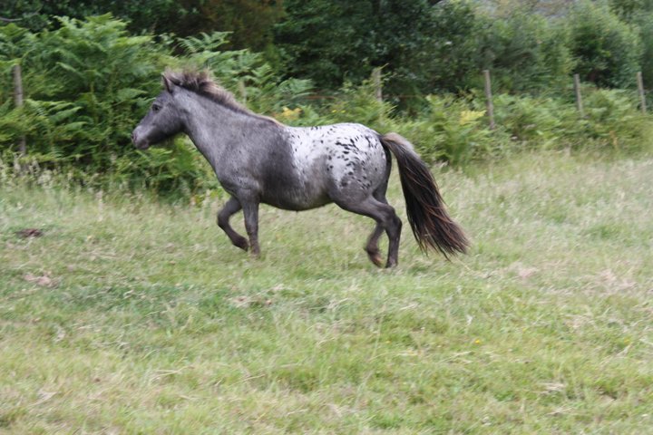 Precioso pony de unos familiares