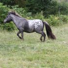 Precioso pony de unos familiares