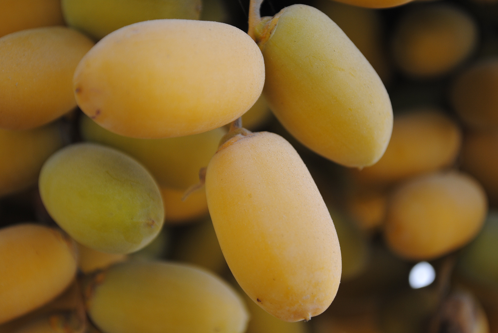 Precious Moment: Grapes of the Dessert