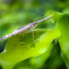 precis atlites on a leaf