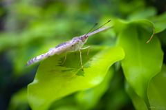 precis atlites on a leaf