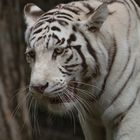 Prédateur aux yeux clairs (Panthera tigris, tigre blanc)