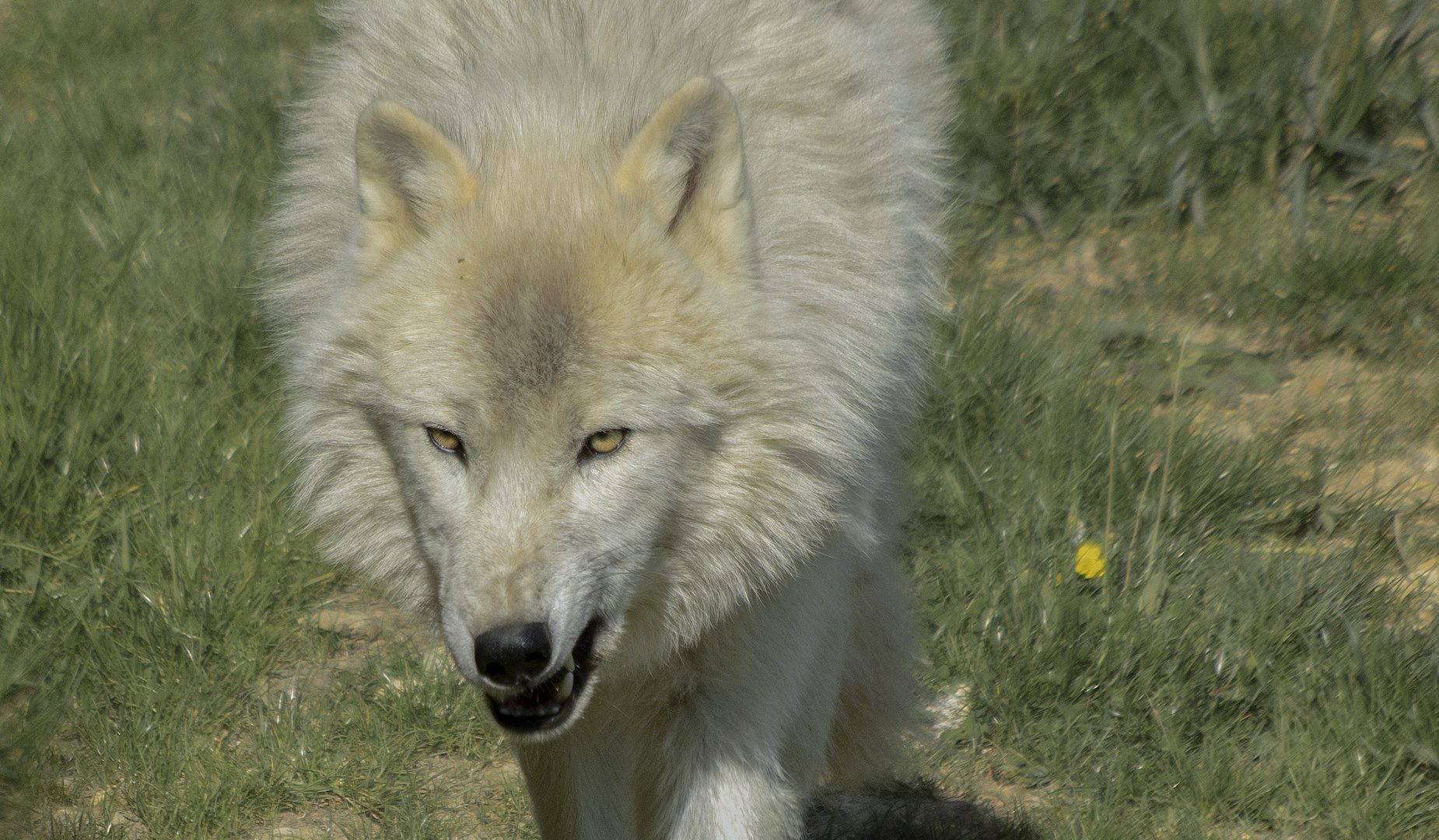 Prédateur aux yeux d'or (Canis lupus arctos, loup arctique)