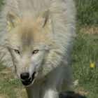 Prédateur aux yeux d'or (Canis lupus arctos, loup arctique)