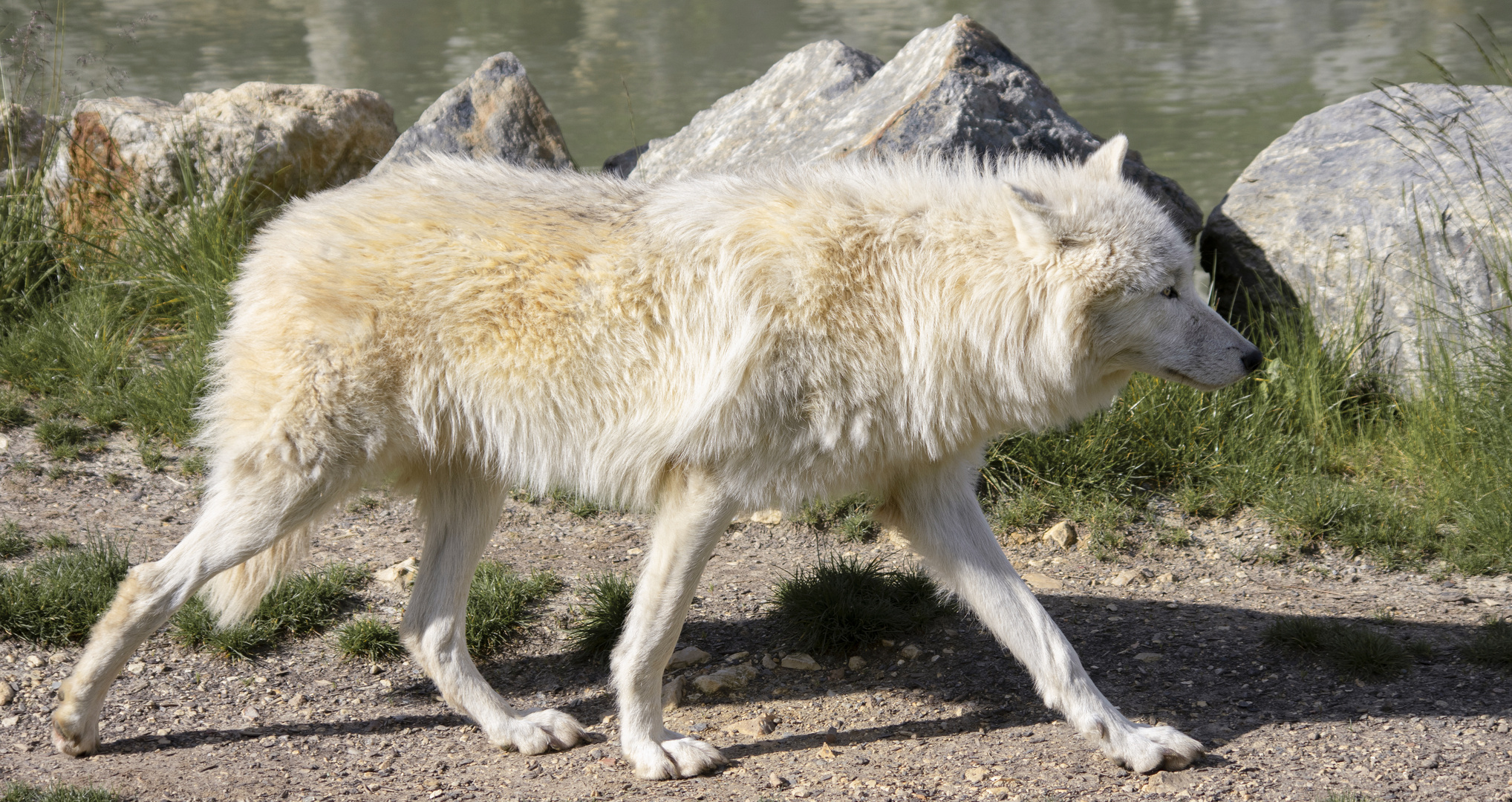 Prédateur du Grand Nord (Canis lupus arctos, loup arctique)