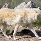 Prédateur du Grand Nord (Canis lupus arctos, loup arctique)