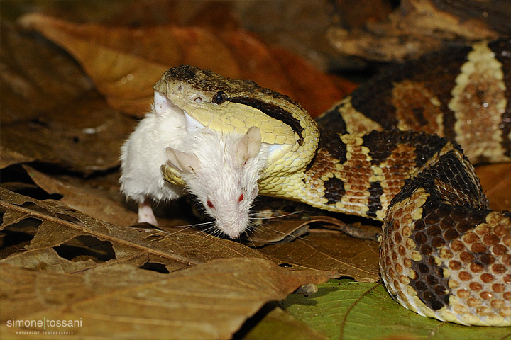 Predator - Bothros asper