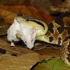 Predator - Bothros asper