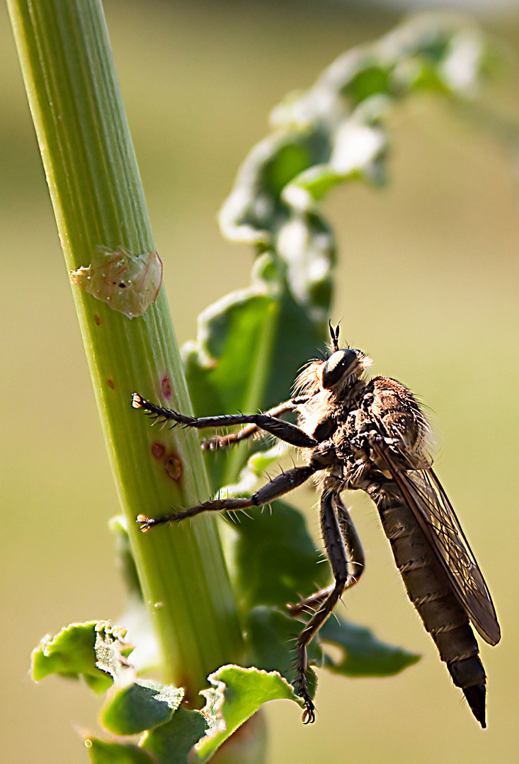 Predator lässt grüßen...