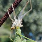 Predatory Cricket 