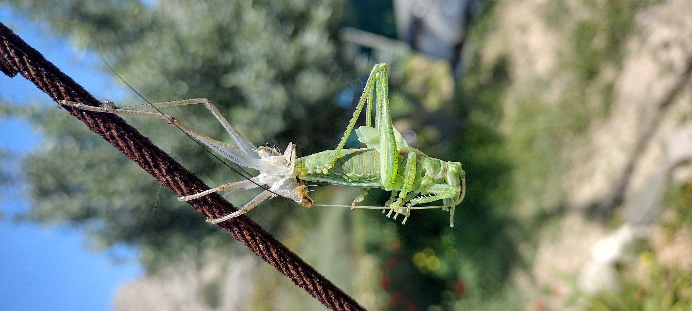 Predatory Cricket (Saga Hellinica)