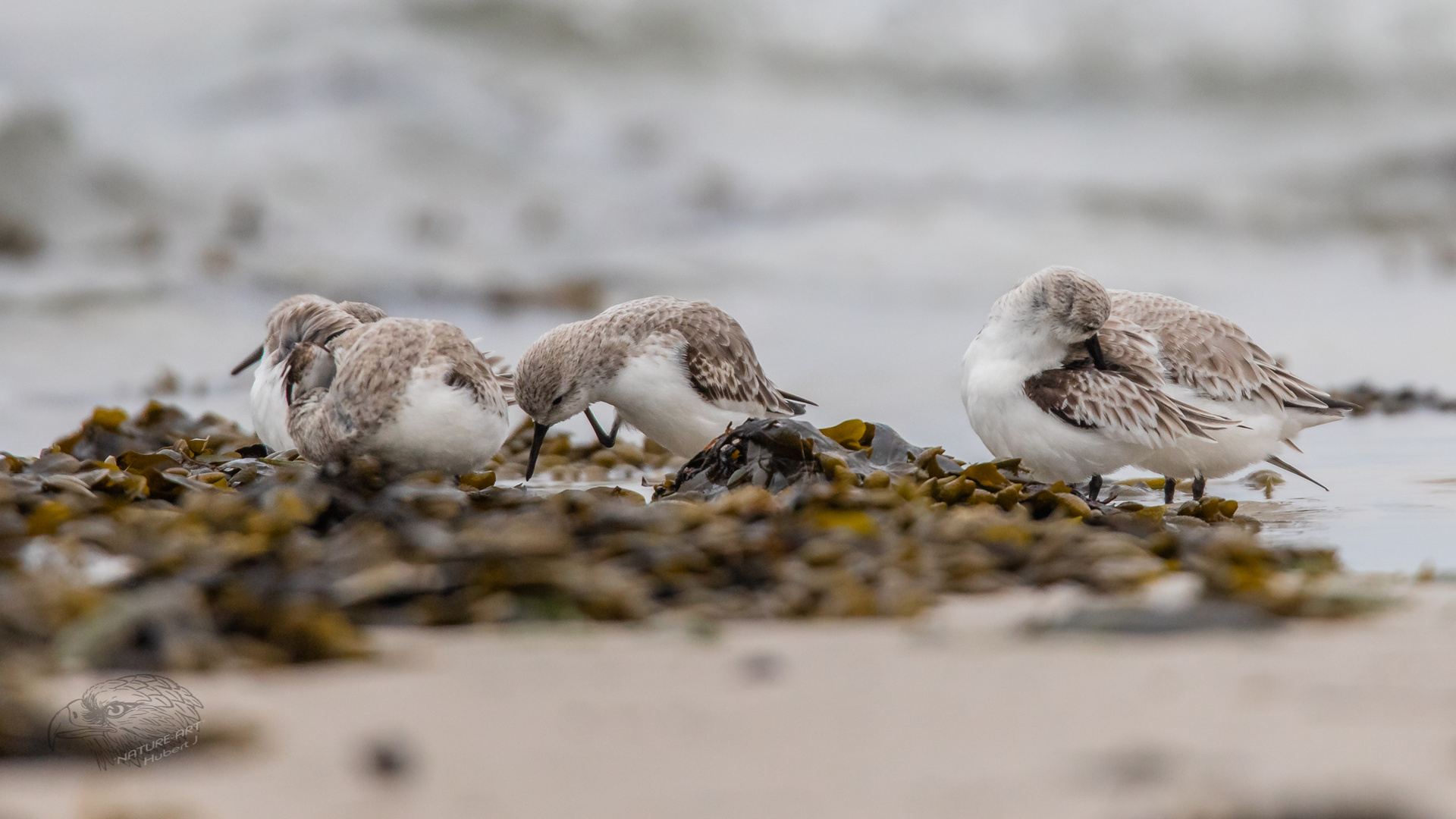 °°°preening°°°