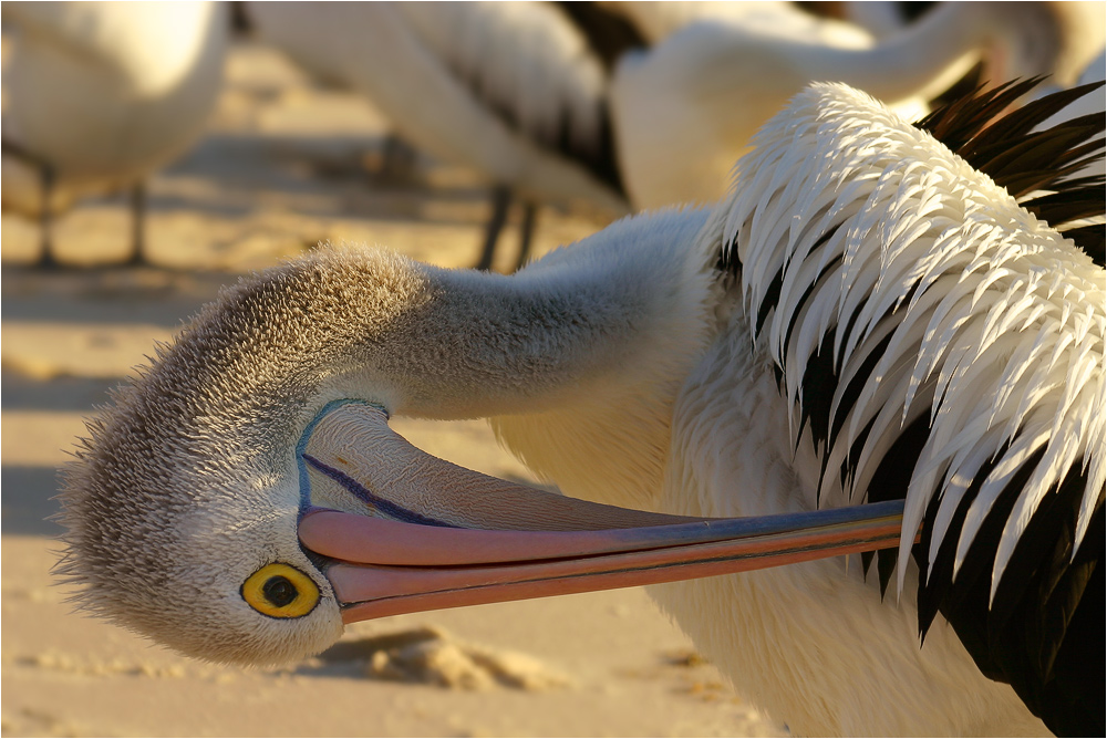 Preening