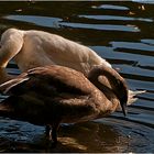 Preening