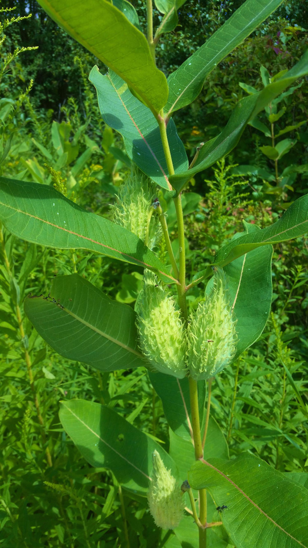 Pregnant Milkweed