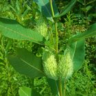 Pregnant Milkweed