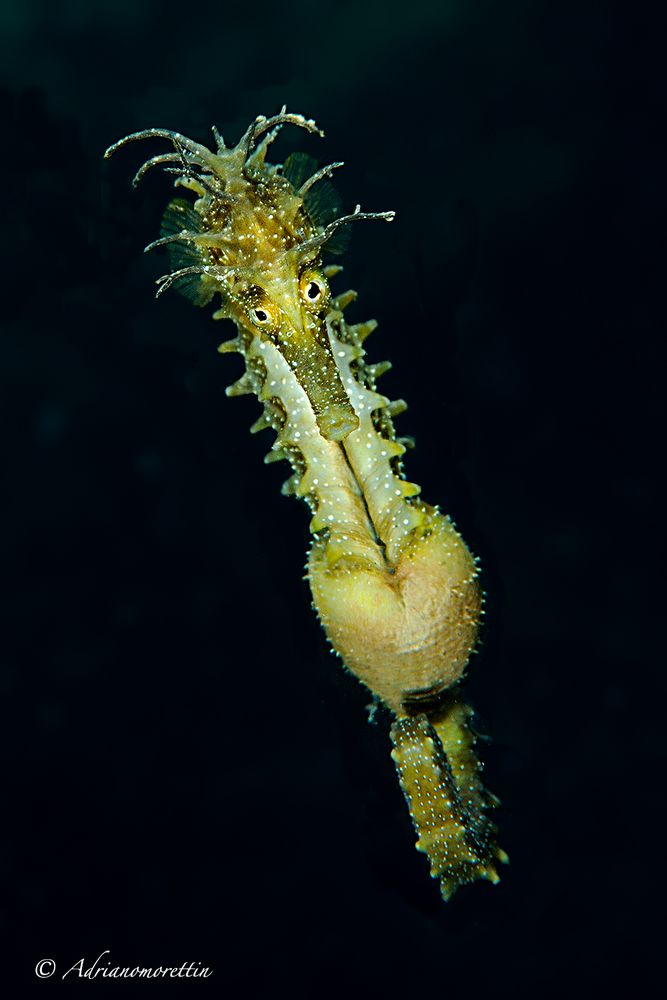 pregnant seahorse