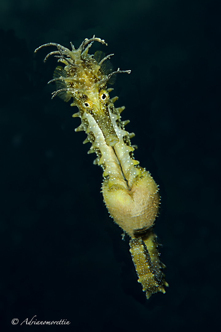 pregnant seahorse