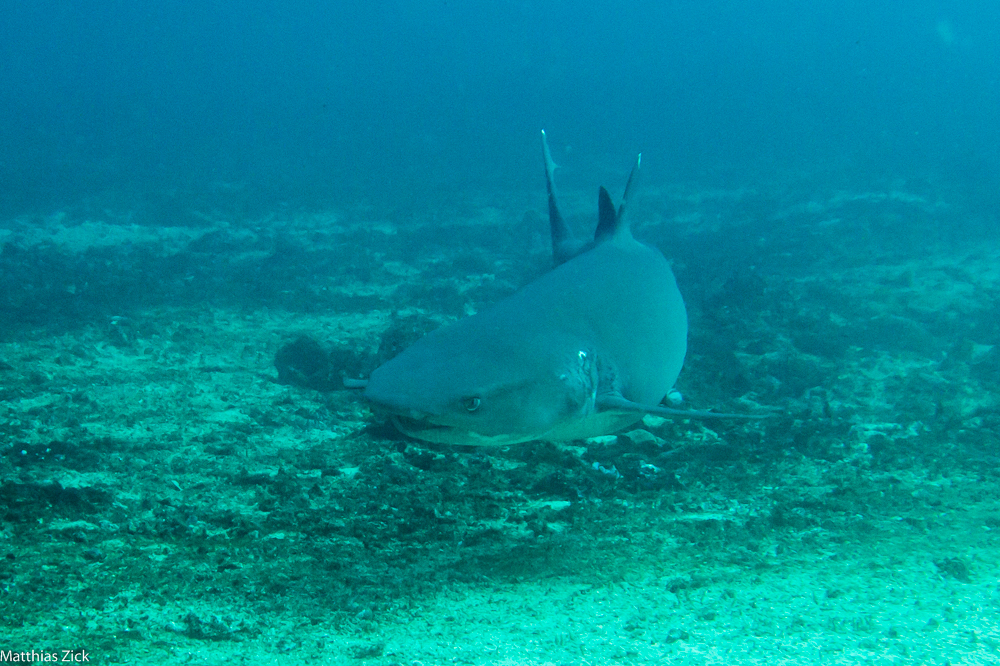 Pregnant white tip shark