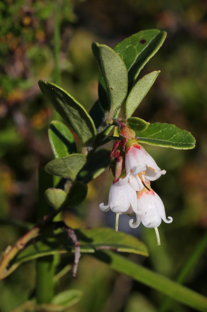 Preiselbeerblüte (2016_08_24_EOS 6D_7941_ji)