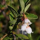 Preiselbeerblüte (2016_08_24_EOS 6D_7941_ji)