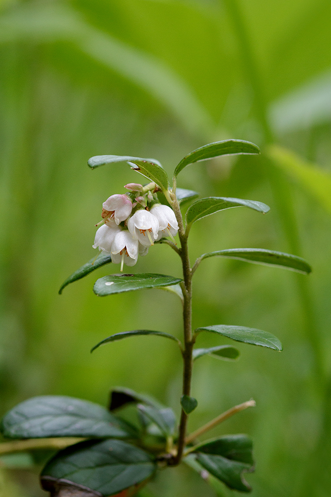 Preiselbeerblüten