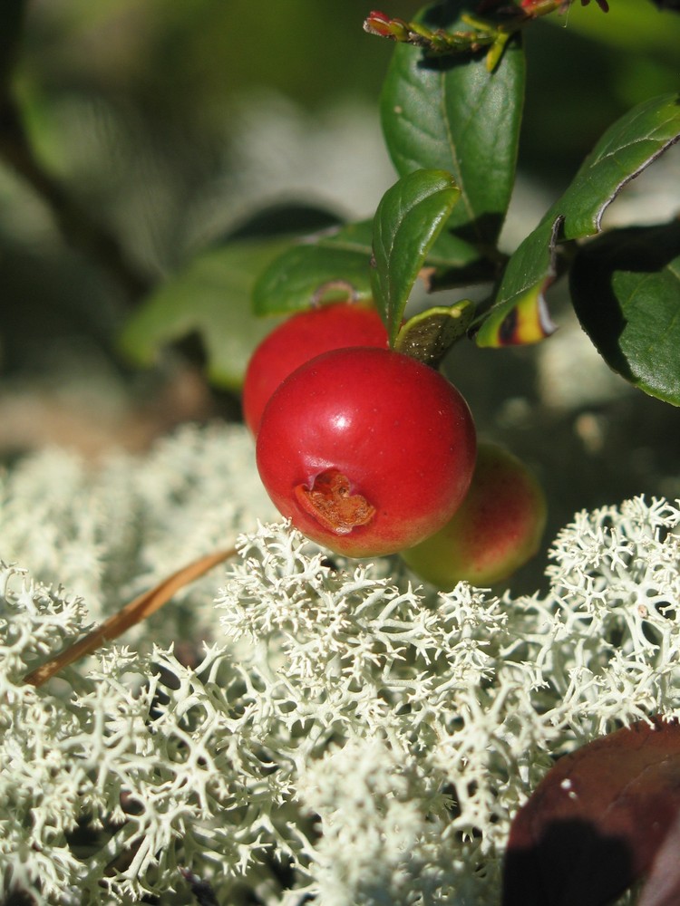 Preiselbeere auf Flechte