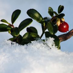 Preiselbeere - im Schutz einer Schneedecke