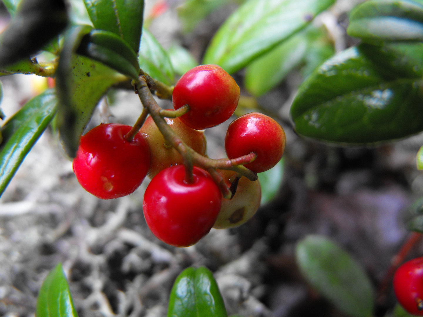 Preiselbeere im Unterholz