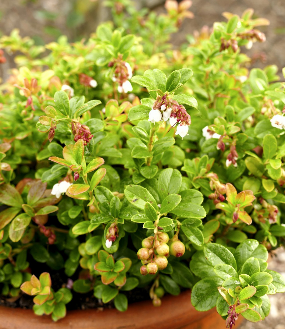 Preiselbeere (Vaccinium vitis-idaea)