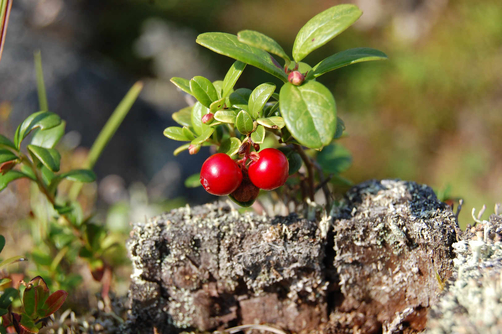 Preiselbeeren