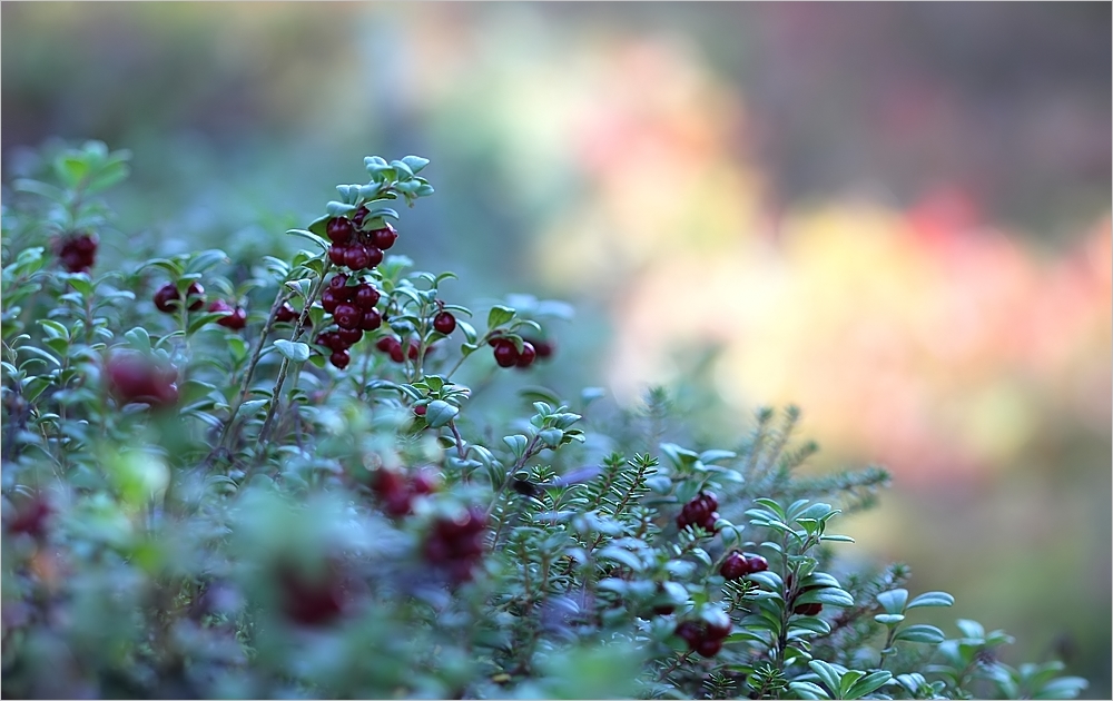 Preiselbeeren