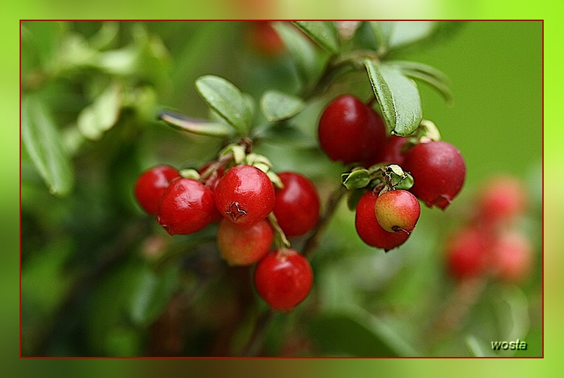 Preiselbeeren