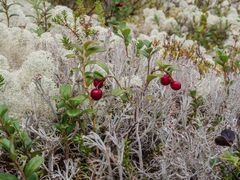 Preiselbeeren