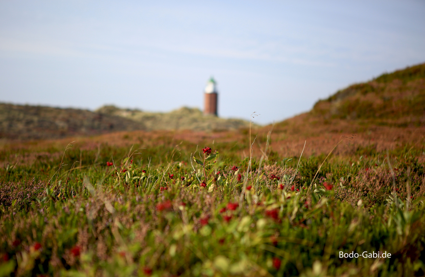 Preiselbeeren am Turm