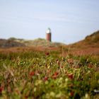 Preiselbeeren am Turm