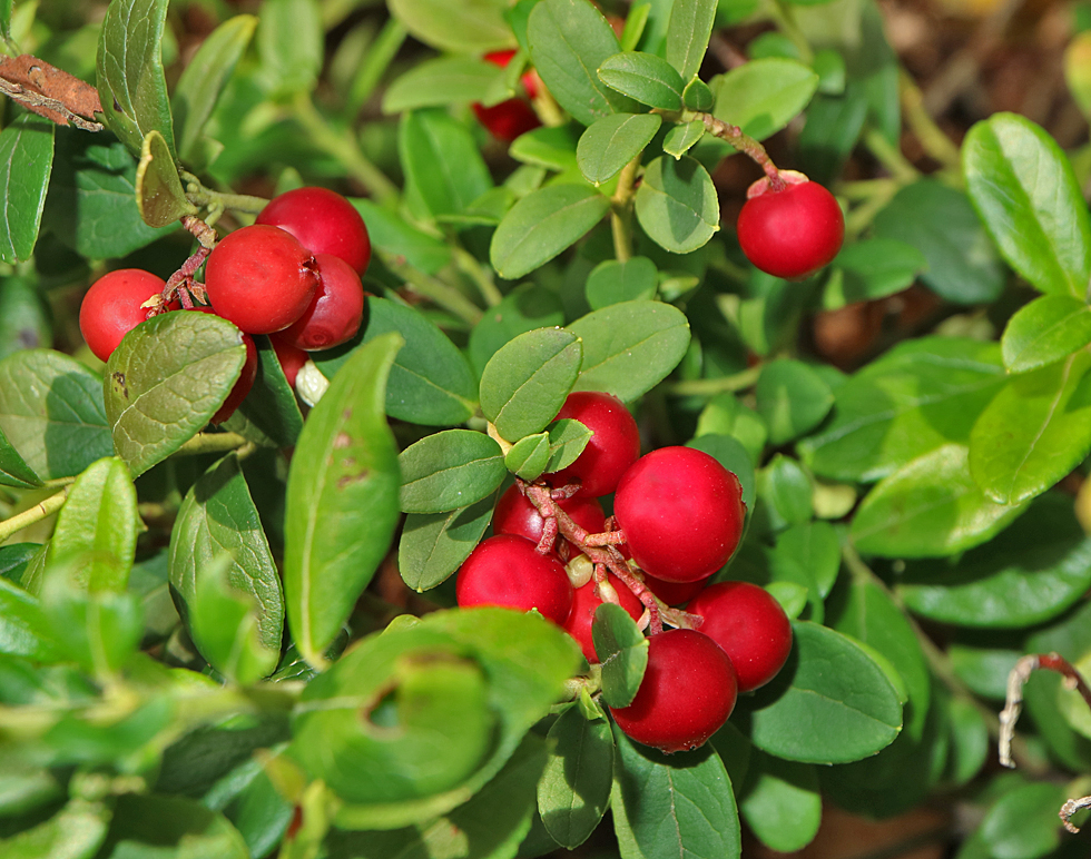 Preiselbeeren