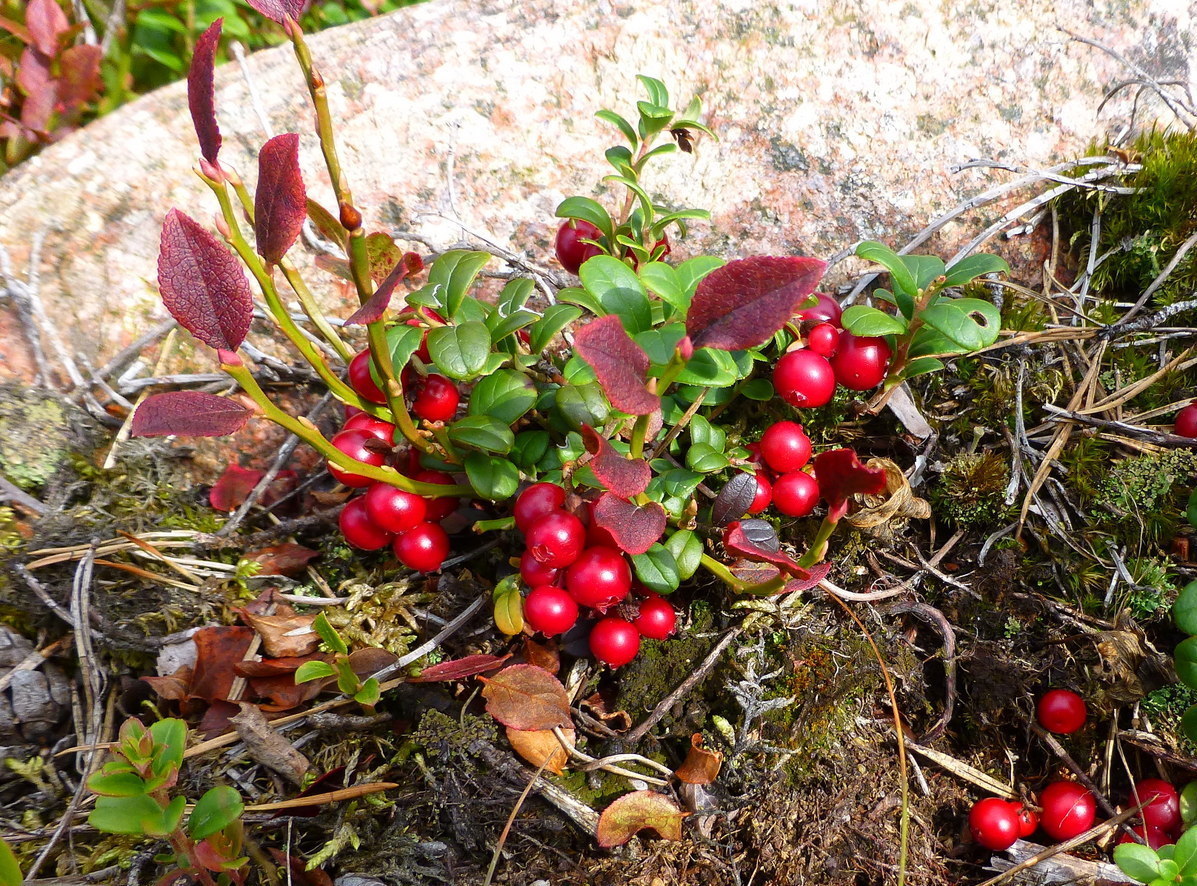 Preiselbeeren