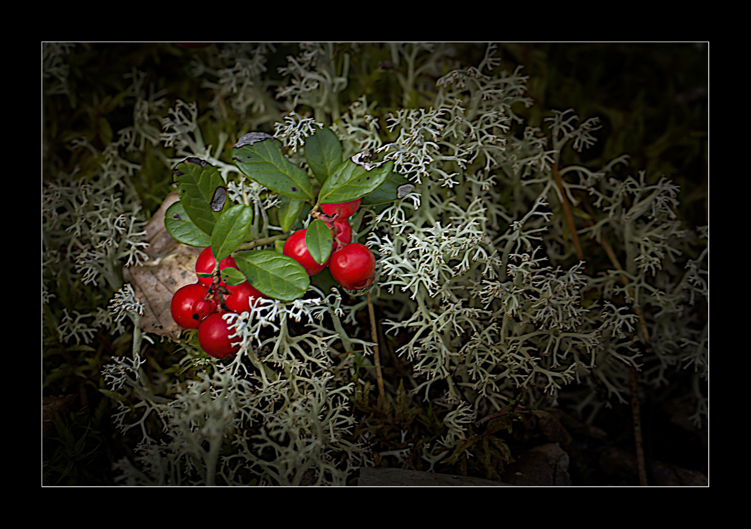 Preiselbeeren