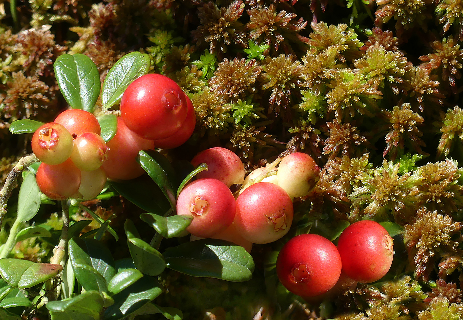 Preiselbeeren