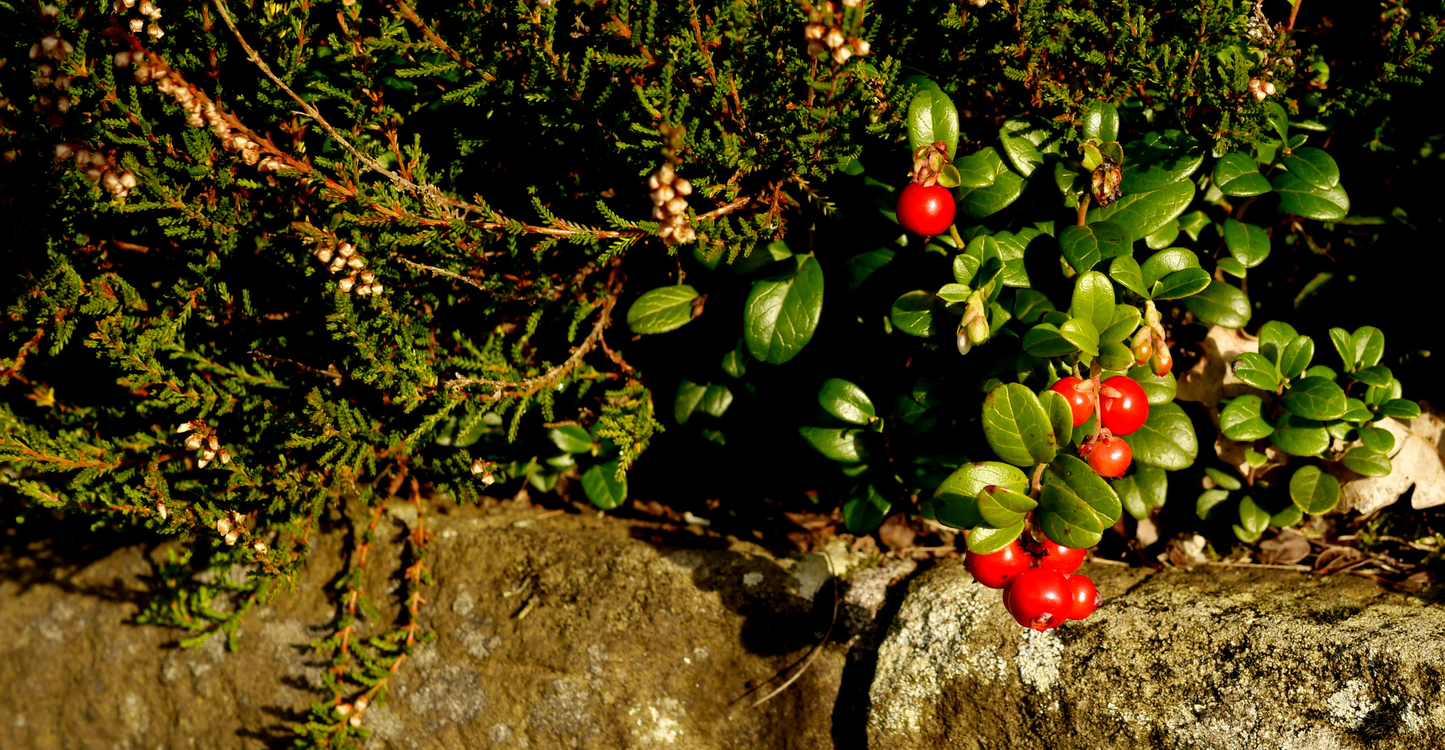 Preiselbeeren Foto & Bild | outdoor, natur, landschaft Bilder auf ...