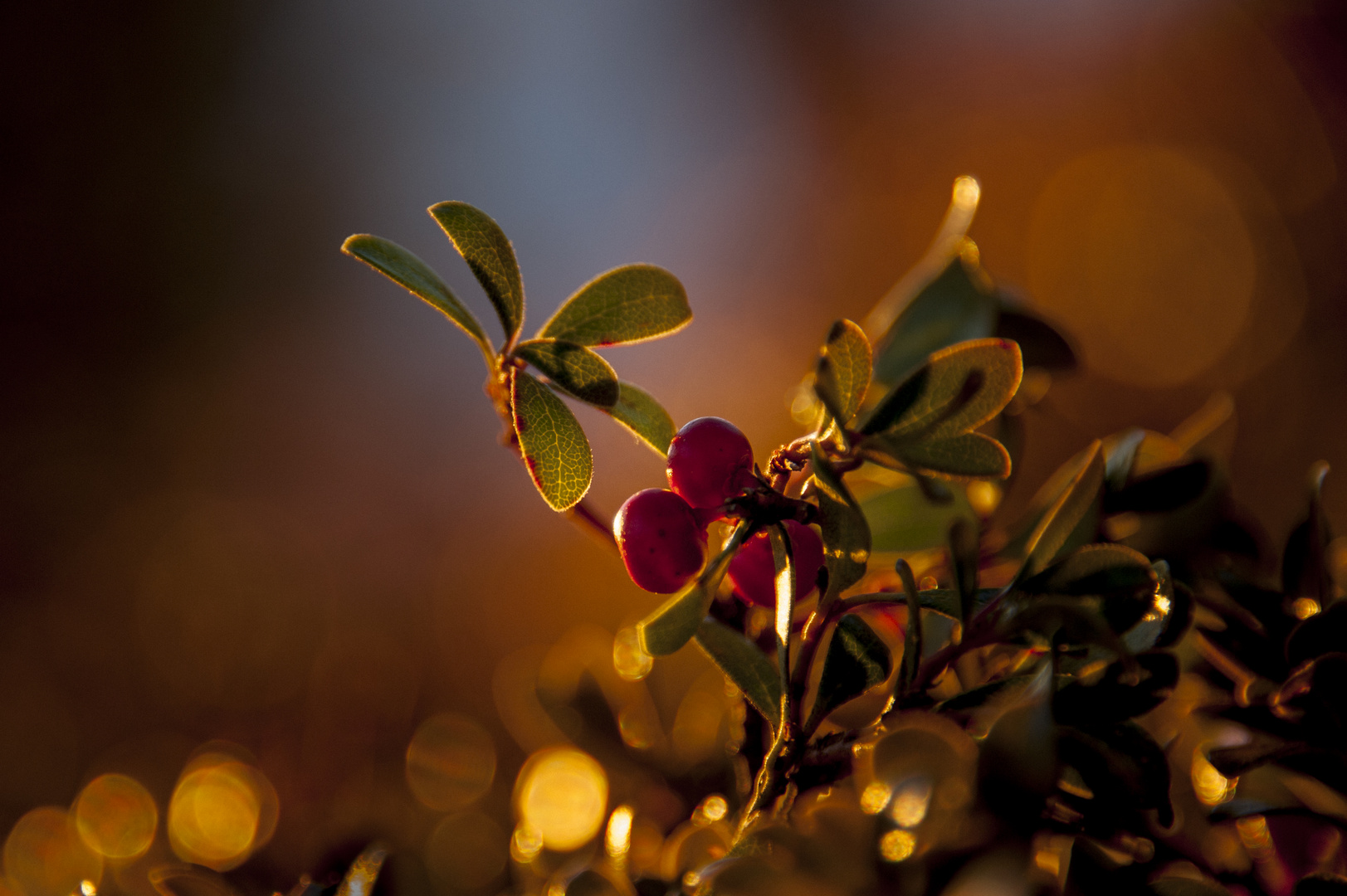 Preiselbeeren im Dezemberlicht