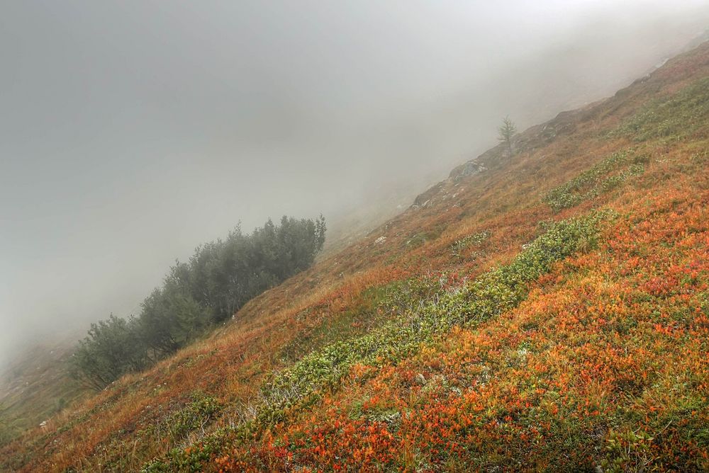 Preiselbeeren im Nebel