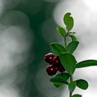 Preiselbeeren im November! -  Vaccinium vitis-idaea  -  Airelles rouges  -  Cowberries  