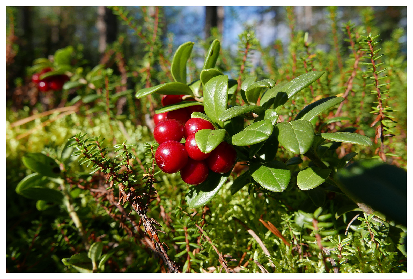 Preiselbeeren in Finnland.