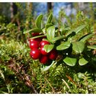 Preiselbeeren in Finnland.