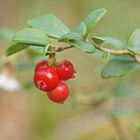 Preiselbeeren (Vaccinium vitis-idaea)