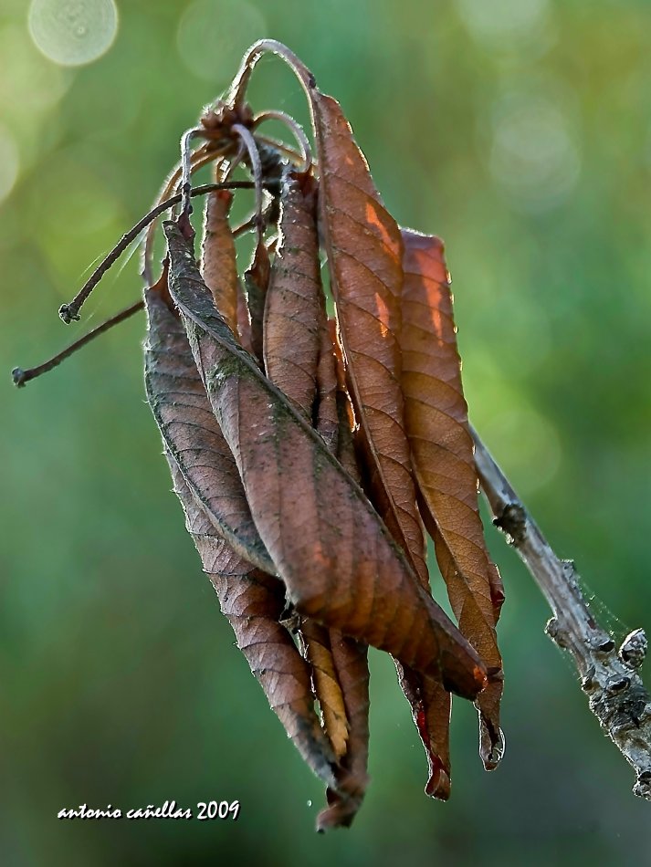 Preludio a la muerte de un otoño...