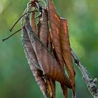 Preludio a la muerte de un otoño...