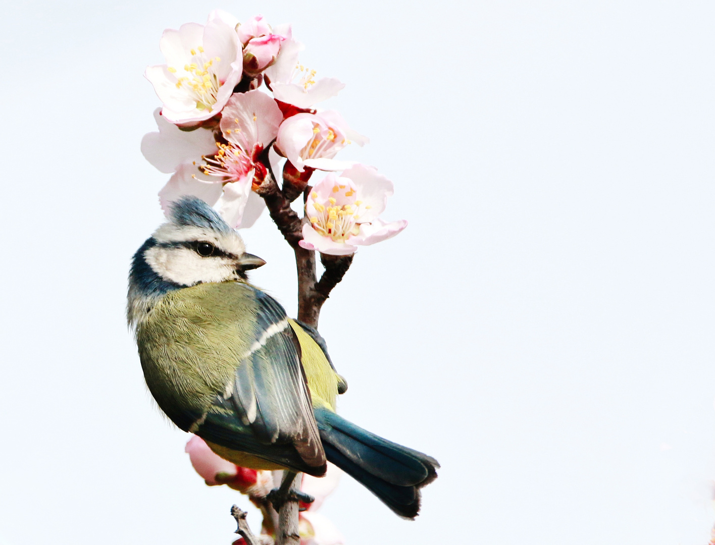 Preludio di primavera